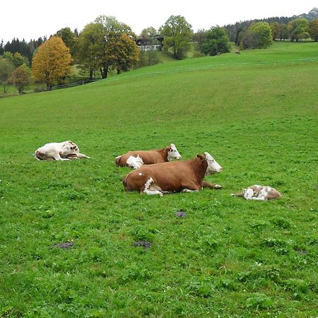 Haus Bergfried Lägenhet Filzmoos Exteriör bild